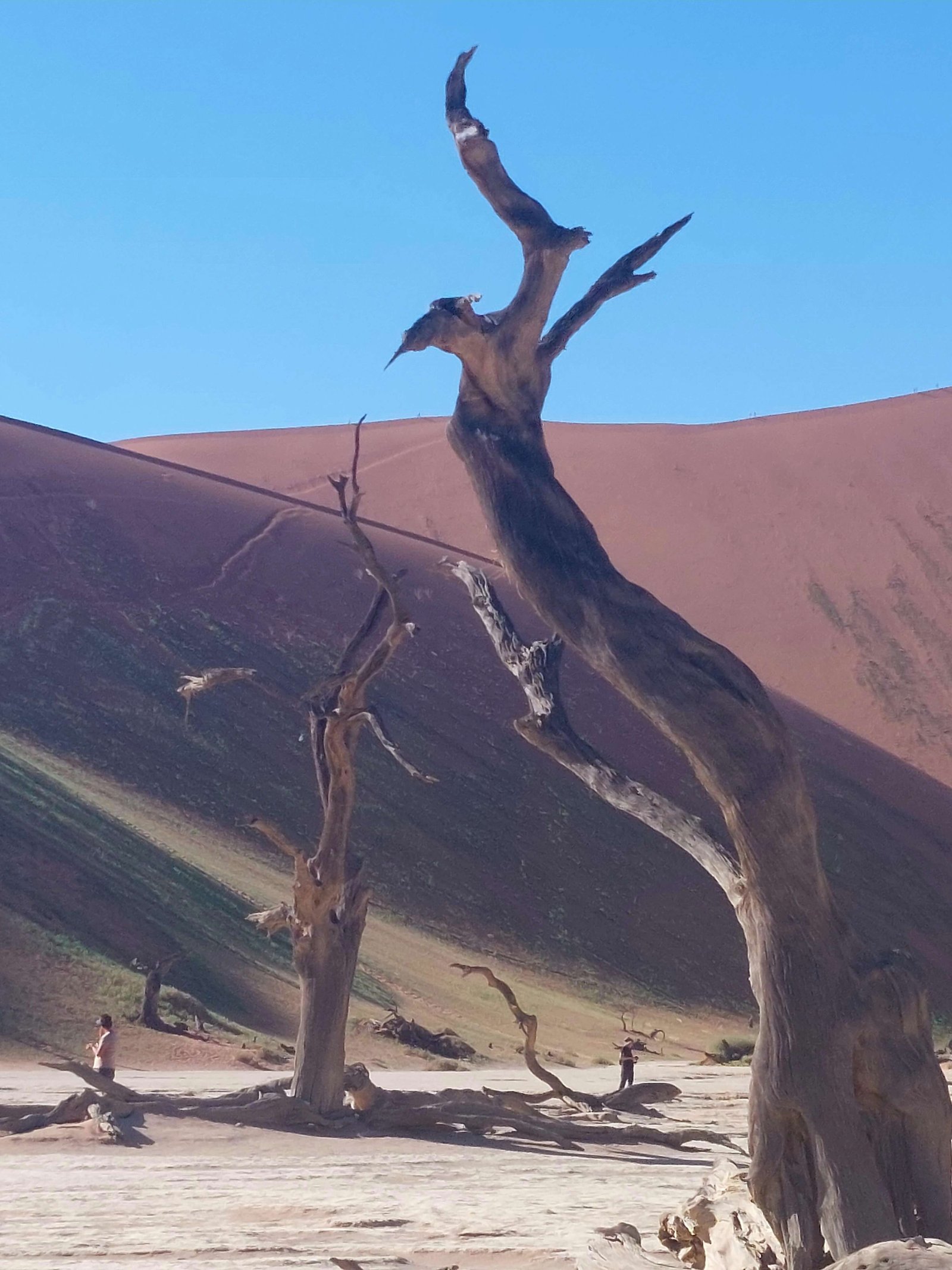 Silhouette of acacia tree against the dunes in Sossusvlei Namibia